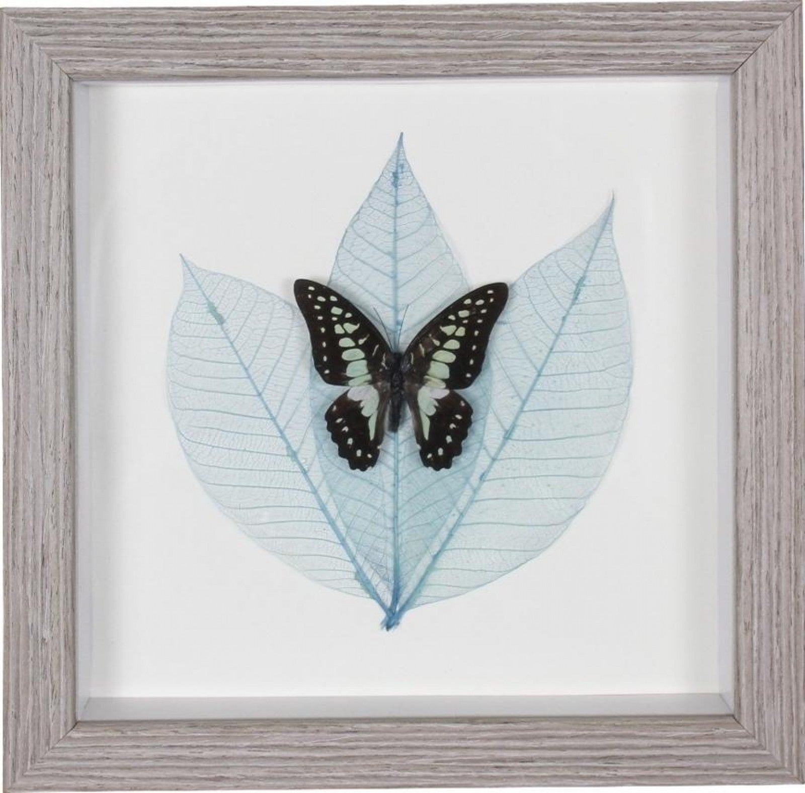 Wall Art - Framed Butterfly Exotic Black and Turquoise