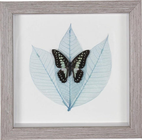 Wall Art - Framed Butterfly Exotic Black and Turquoise
